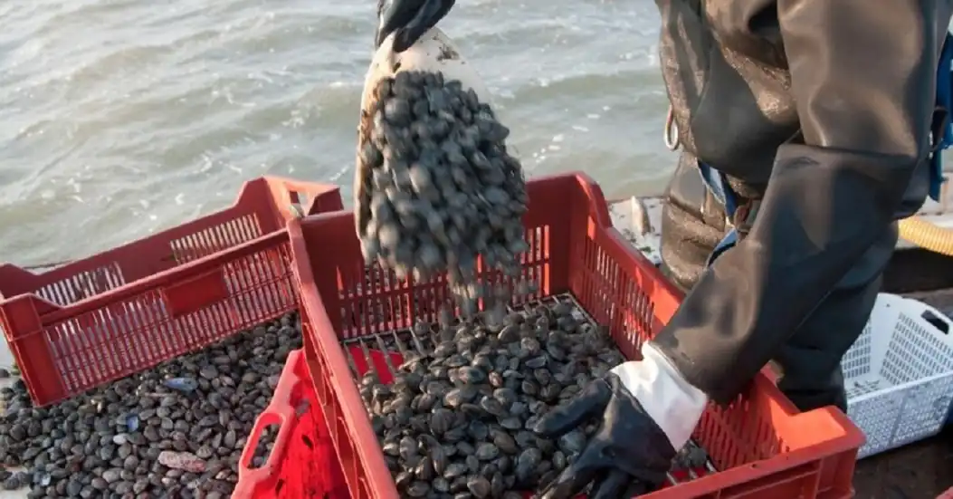 Termoli, prorogato il fermo volontario della pesca delle vongole fino al 15 luglio