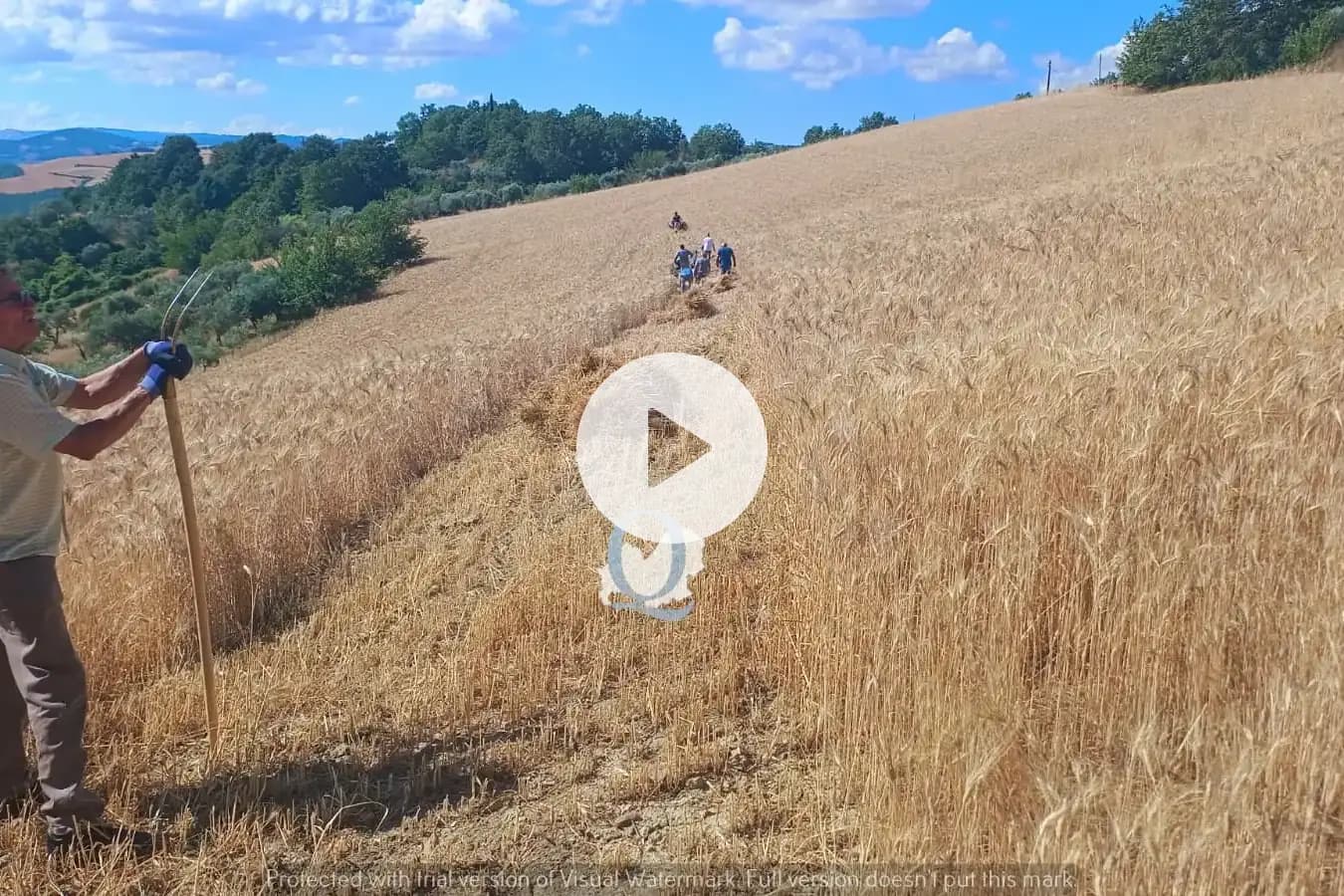 Il filo di grano che unisce Toro e Jelsi: la mietitura per la festa di Sant’Anna