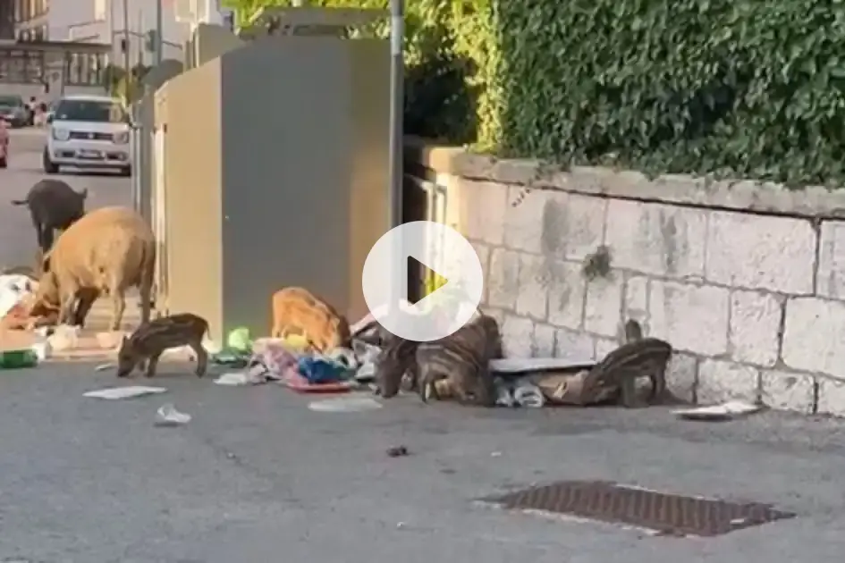 A Campobasso cinghiali in via Genova: banchetto tra i rifiuti vicino alla Giunta