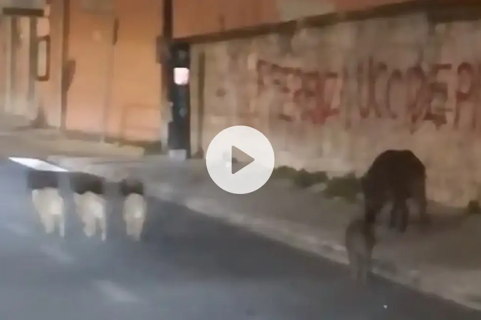Cinghiali "padroni" della città: il video del branco in via Milano