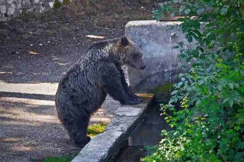 Tutela orso, scatta la stretta sui sentieri del Pnalm: accessi limitati a C5 e B4
