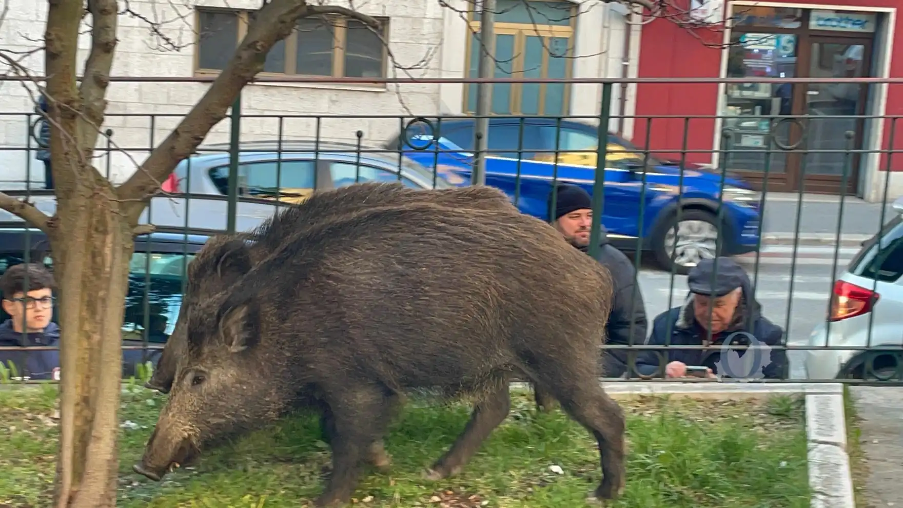 Cinghiali fuori controllo, Forte incalza la Regione: «Basta rinvii, serve un piano»