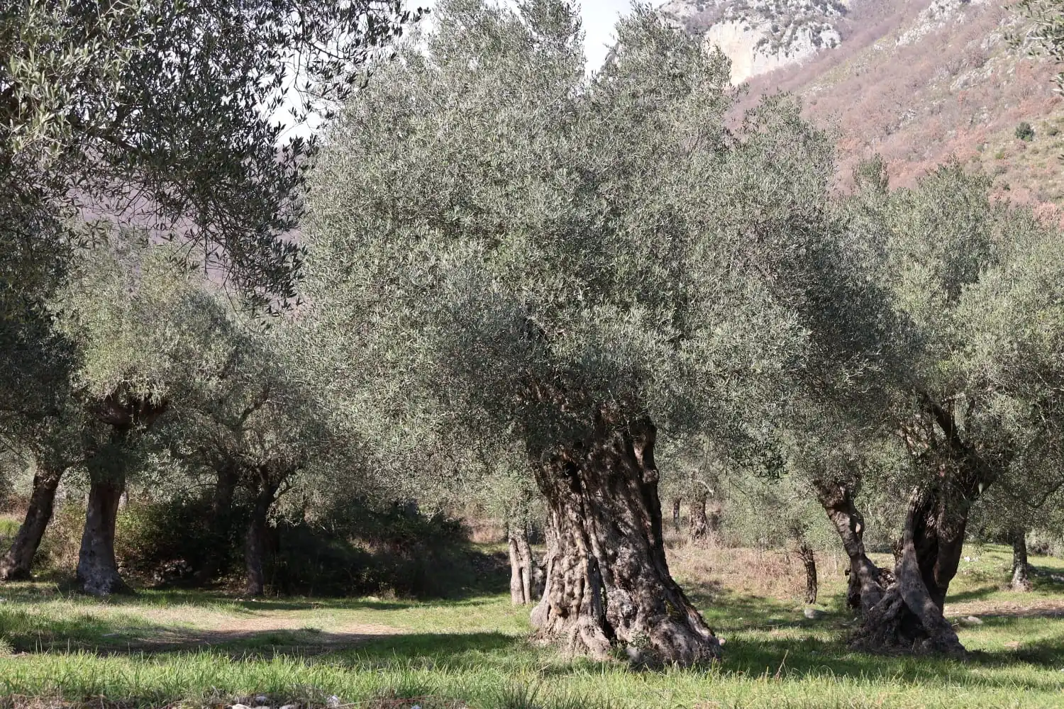 Pantelleria-Venafro: siglato protocollo intesa per salvaguardia oliveti storici ed eroici